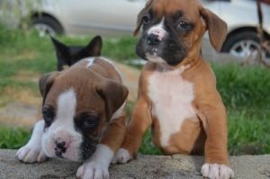 Purebred Boxer Puppies for good home call/text *** -***- ***3