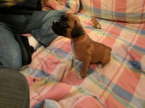 AKC Registered Boxer Puppy for Sale