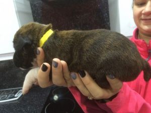 charming Boxer puppies for sale