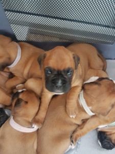 Kc Registered Boxer Puppies