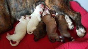 Boxer Puppies Kc Registered for sale