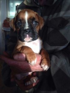 Pedigree Long-tail Boxer Puppies