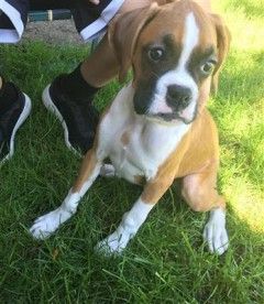 Adorable AKC Boxer Puppies!