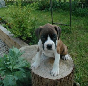 Quality Proven Boxer