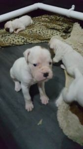 Beautiful Litter Of 6 Bob And Long Tail Puppys