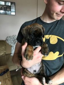 K.c Registered Boxer Puppies
