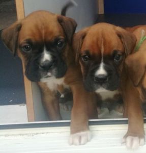 Beautiful Boxers.