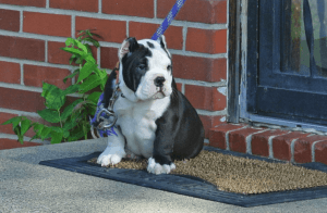 Gorgeous bull boxer pit puppies