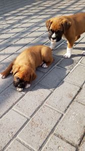 Boxer Puppy
