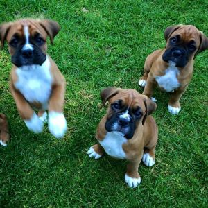 Champion Bloodlines BOXER