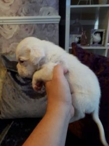 Boxer Puppies Kc Reg