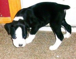 Healthy Boxer Puppies