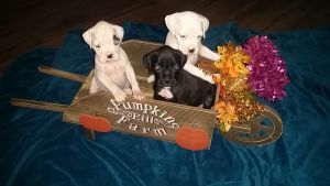 AKC White Boxers
