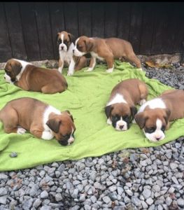 Kc Bob & Long Tail Boxer Puppies