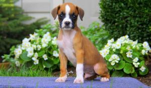Boxer Puppy