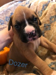 Boxer puppies for Sale