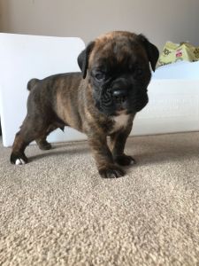 Boxer Puppies