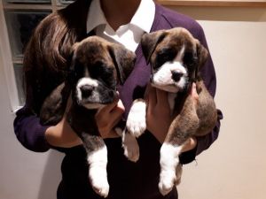 Akc European boxer puppies ready to go