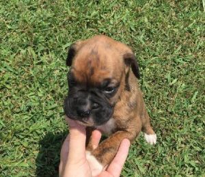 Energetic, Friendly Boxer Puppies Available