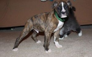 AKC Boxer Puppies 11 weeks old
