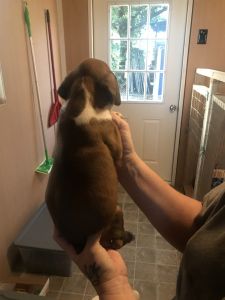 Ckc Boxer pups