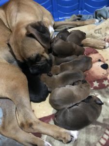 AKC Boxer pups