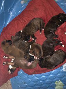 AKC Euro Boxer Puppies