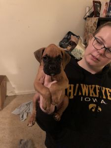 Boxer puppies for sale