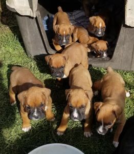 Amazing AKC Boxer Puppies. Call or text +1(3***) ***7-6***4