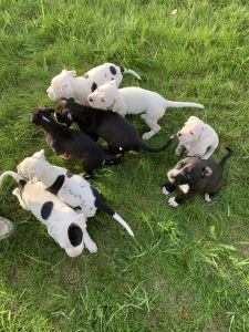 Beautiful Babies Looking for Forever Homes!