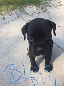 AKC Boxer puppies