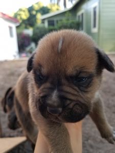 boxer huskies mix (boxskys)