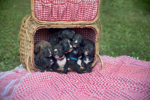 Sealed brindle boxers