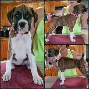 Roxie AKC flashy brindle female