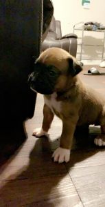 Bóxer puppies