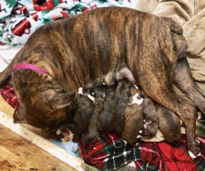 Boxer Puppies Loving for Forever Homes