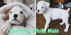 Beautiful Quality AKC Boxer Puppies