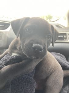 Playful black boxer puppy