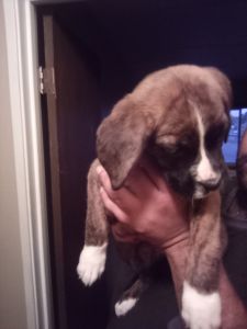 Brother and sister needs home