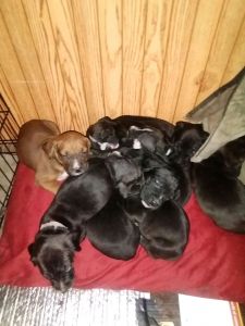 Loving Puppies For Sale
