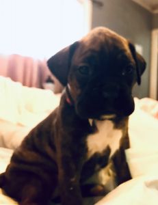 Boxer Babies