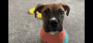 Beautiful full breed boxer puppy