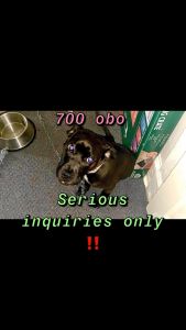 Black Boxer-Lab Mixed