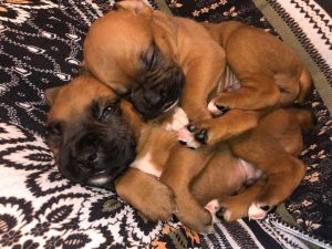 Boxer puppies