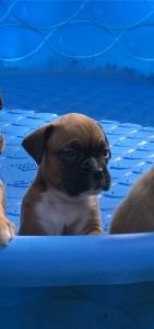 Boxer puppy for sale