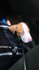 I need him gone tonight 500 or best offer takes him