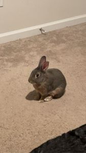 For the rabbit lovers!!