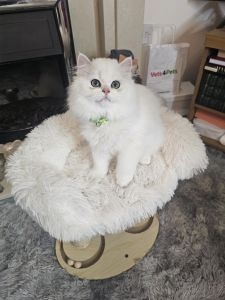 Purebred British Longhair