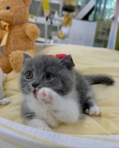 Lovely kitten for sell