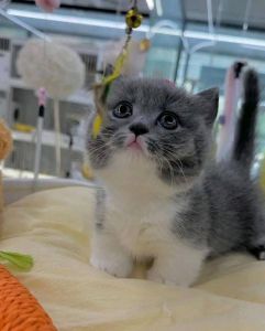 Sweet kitten for sell